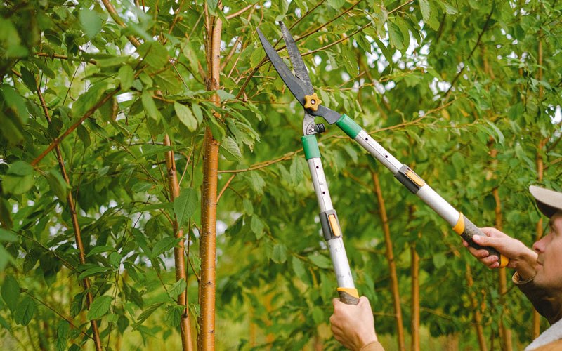 Tree trimming in Lascassas, TN